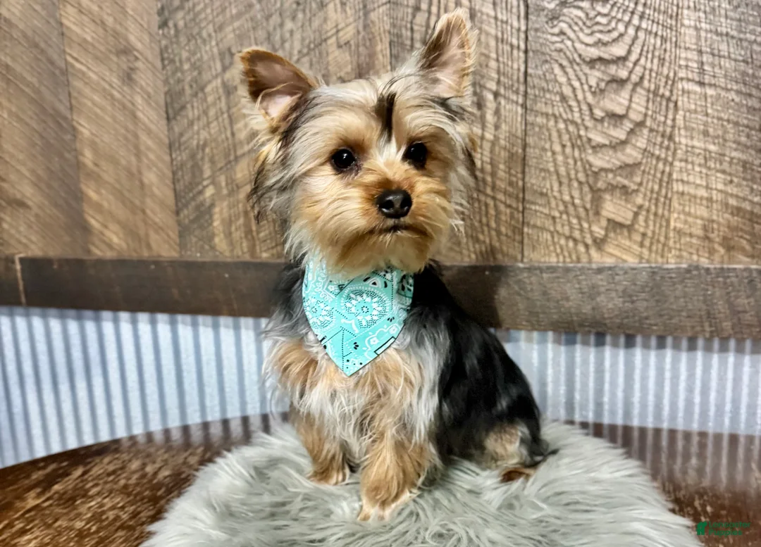 Yorkshire Terrier dogs for sale: Koby - Ad 6