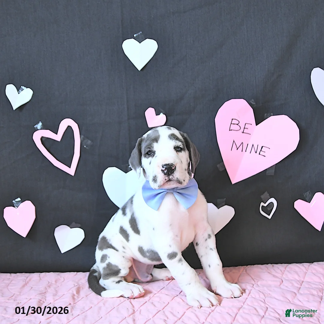 Great Dane dogs for sale: Charles - Ad 2