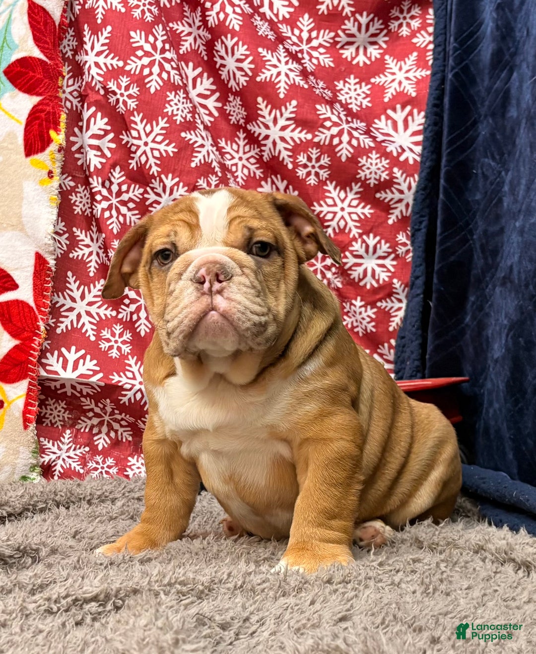 English Bulldog dogs for sale: Nevin - Ad 3