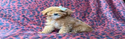 Cavapoo dogs for sale: Skittles - Ad 5