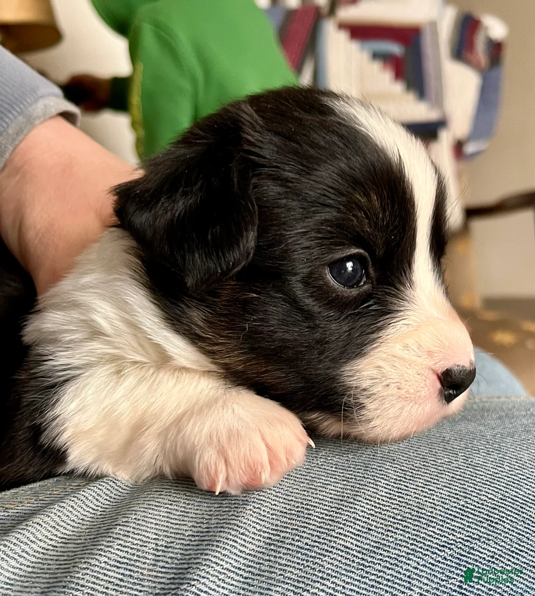 Welsh Corgi Cardigan dogs for sale: Welsh Corgi Cardigan Puppy 3: Goldie - Ad 1