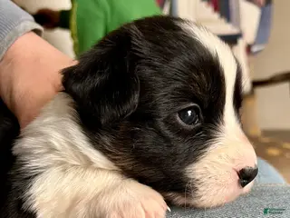 Welsh Corgi Cardigan dogs Welsh Corgi Cardigan Puppy 3: Goldie - Ad 3