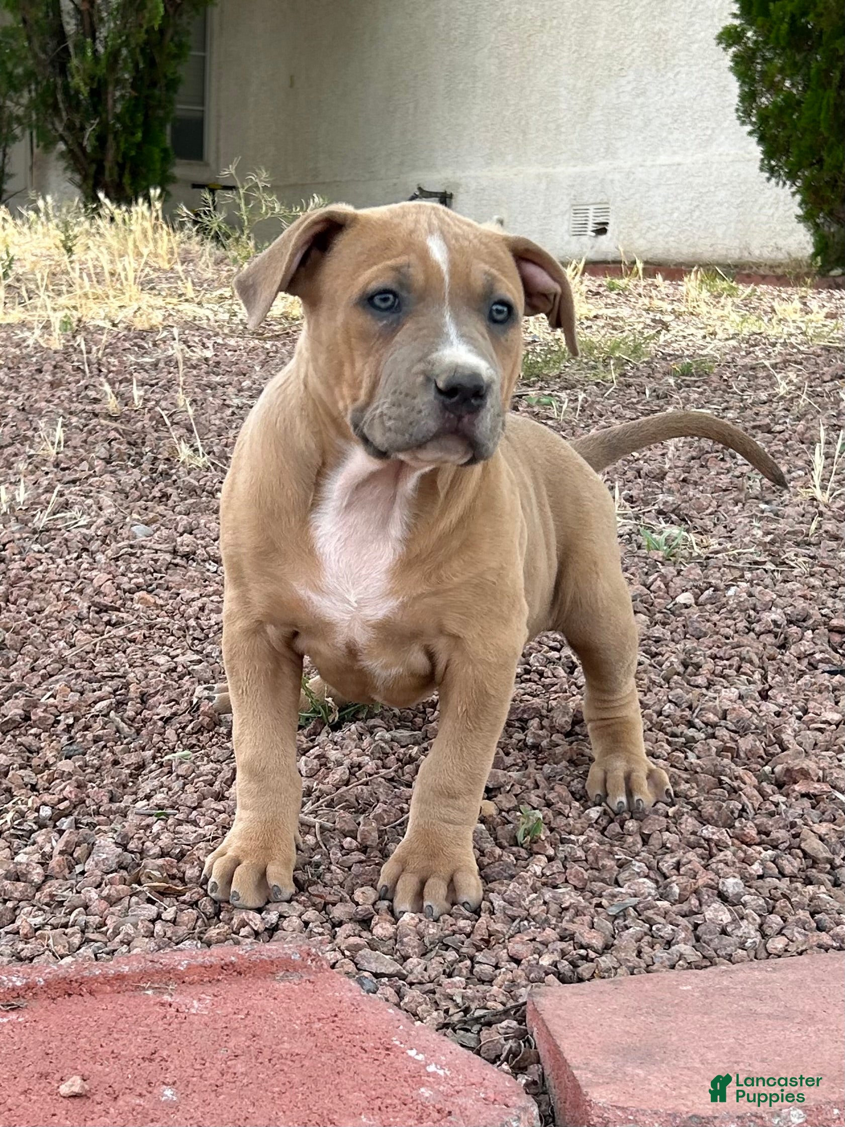 American Bully dogs JADE - Ad 5