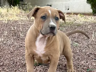 American Bully dogs JADE - Ad 5