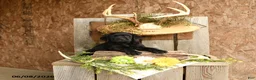 Labrador Retriever dogs for sale: Remigton - Ad 1