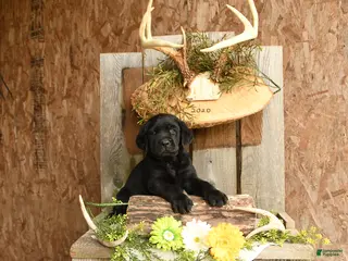 Labrador Retriever dogs for sale: Remigton - Ad 4