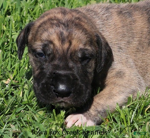 Great Dane dogs Murphy - Ad 34