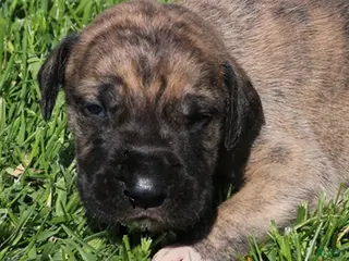 Great Dane dogs Murphy - Ad 34