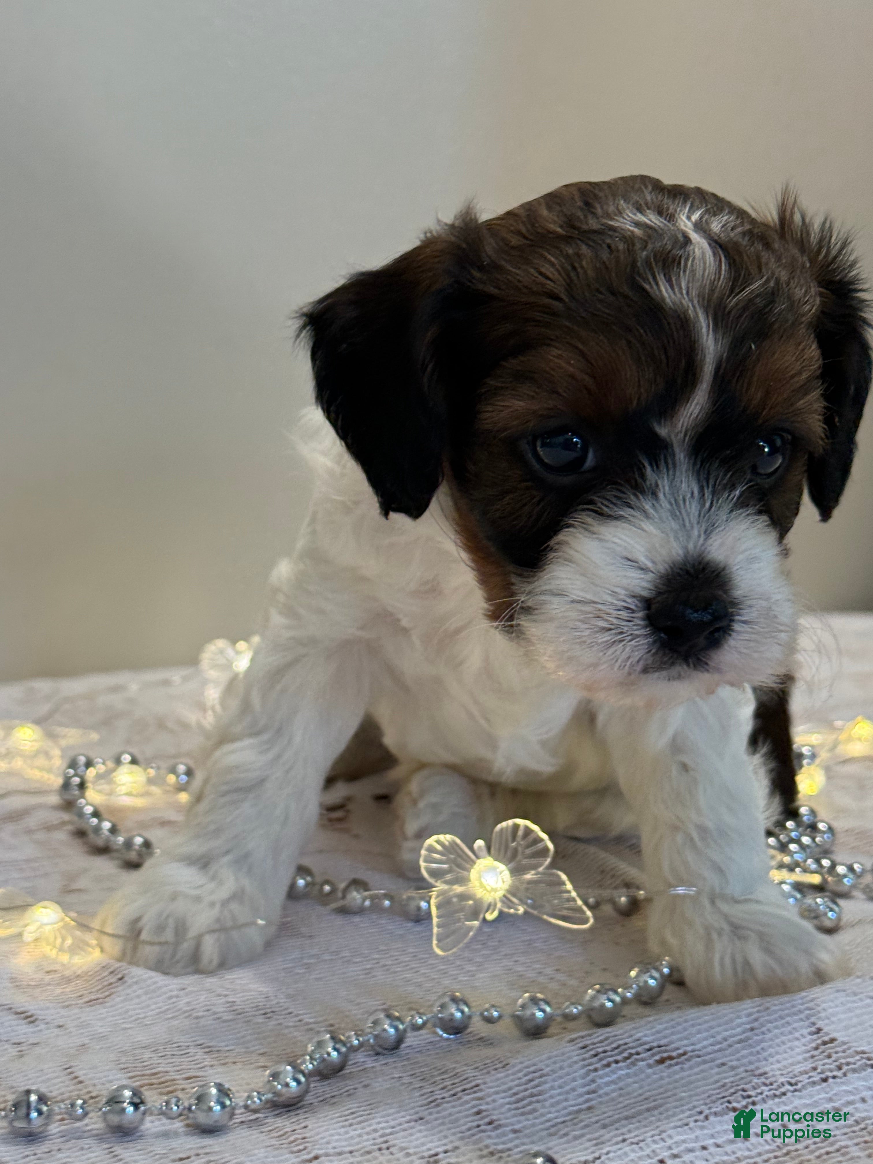 Cavapoo dogs Blueberry Cavapoo  - Ad 2