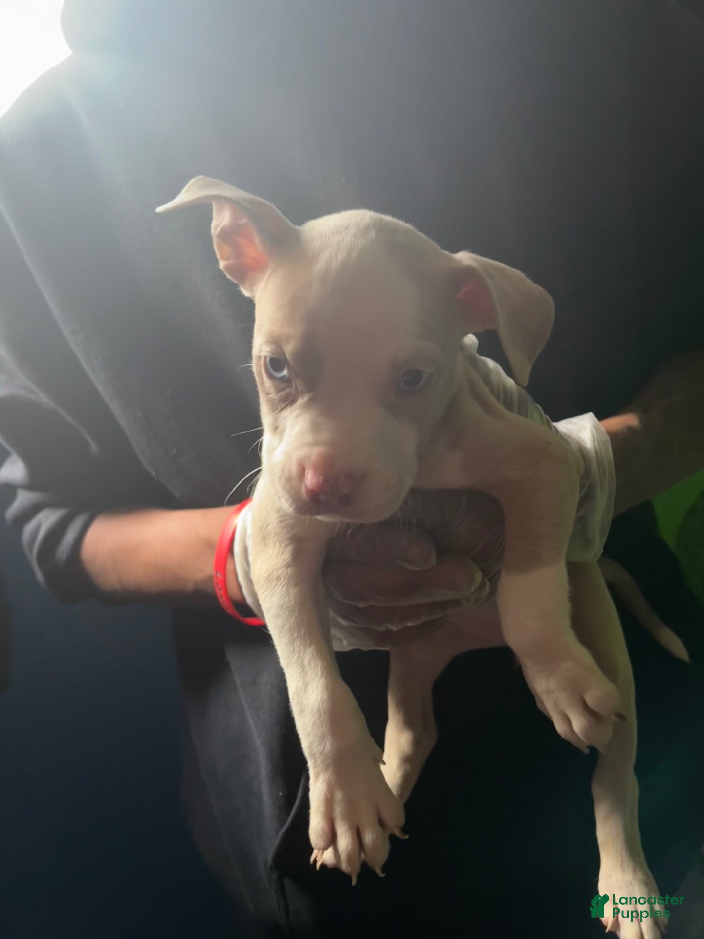 Bull Terrier
