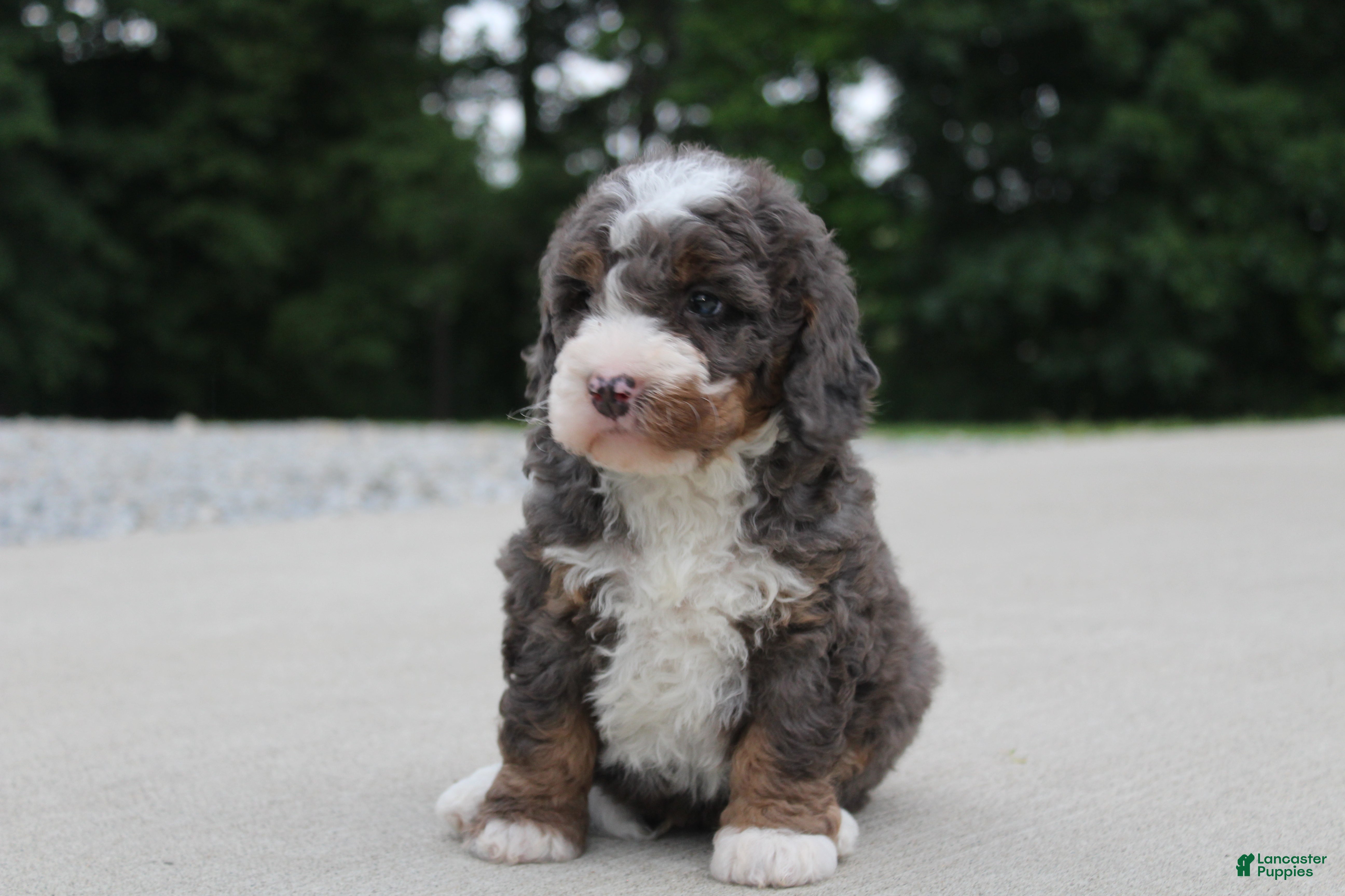 Mini Bernedoodle dogs Archie  - Ad 1