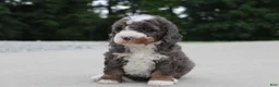 Mini Bernedoodle dogs for sale: Archie  - Ad 1