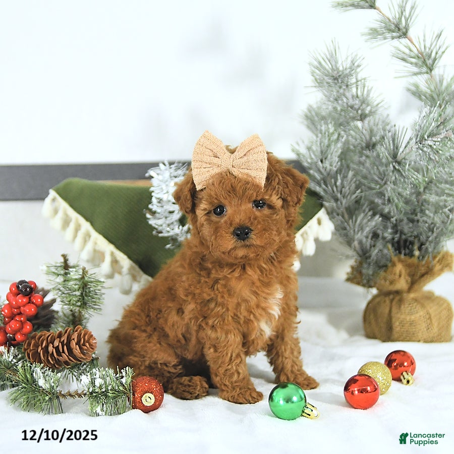Toy Poodle dogs Sofia - Ad 11