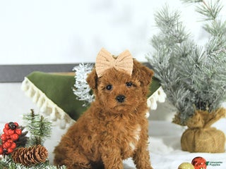 Toy Poodle dogs Sofia - Ad 15
