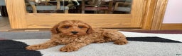 Cockapoo dogs for sale: Ray - Ad 3