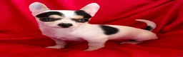 Chihuahua dogs for sale: Spicy - Ad 6