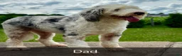Mini Bernedoodle dogs for sale: Nova - Ad 10