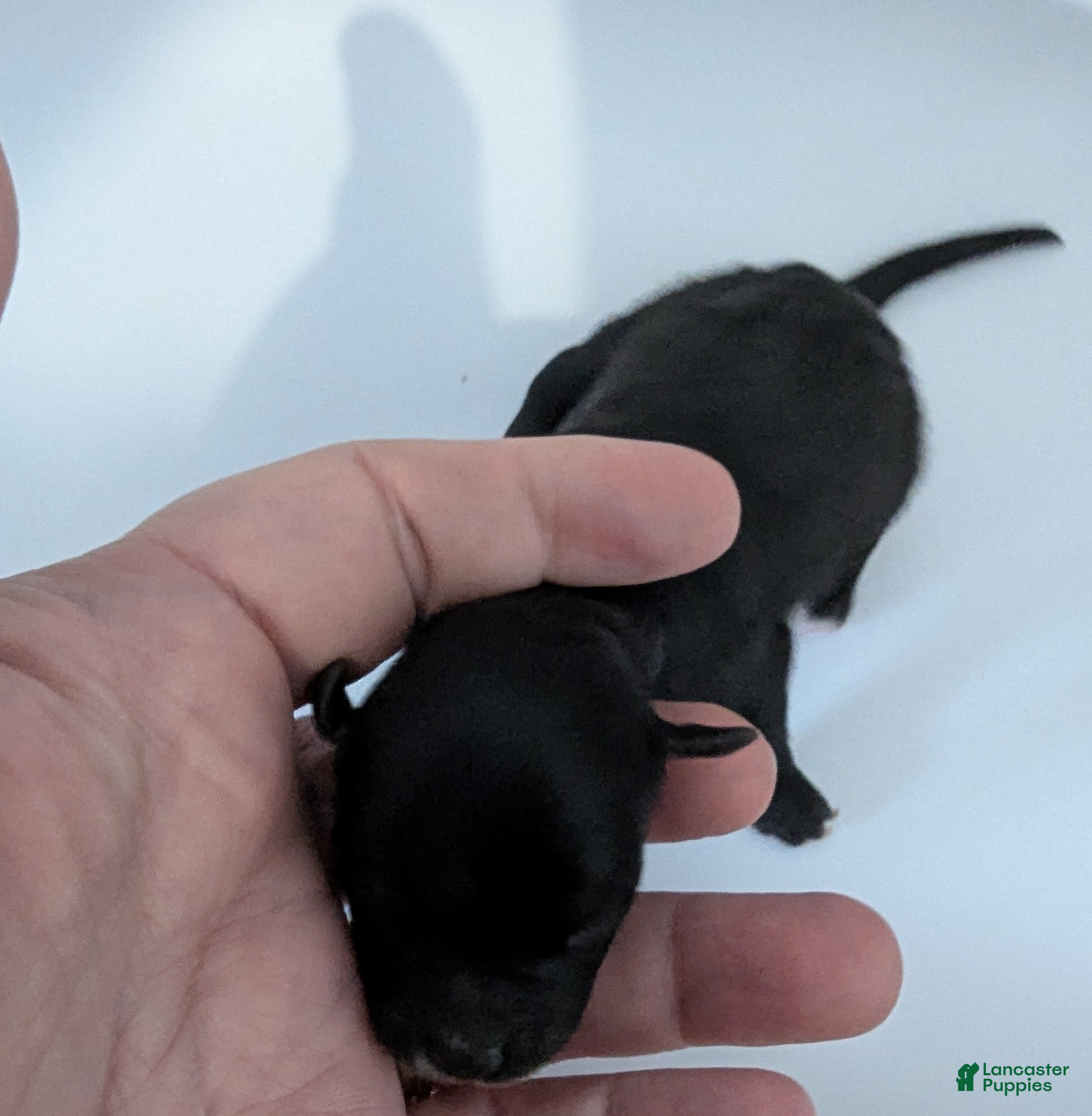 Chihuahua dogs Ruby - Ad 7