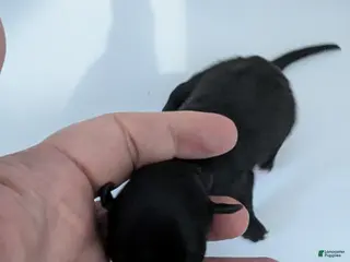 Chihuahua dogs Ruby - Ad 7