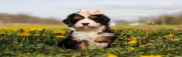 Mini Bernedoodle dogs for sale: Amiee - Ad 4