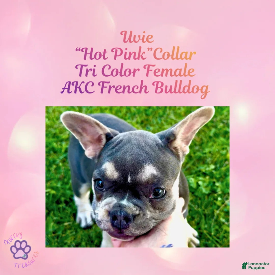 French Bulldog dogs for sale: Uvie “Hot Pink” Collar, Female  - Ad 2