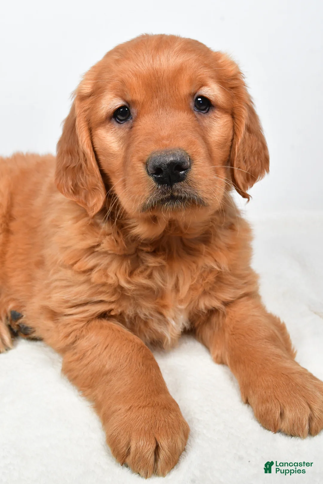 Golden Retriever dogs for sale: Abby - Ad 8