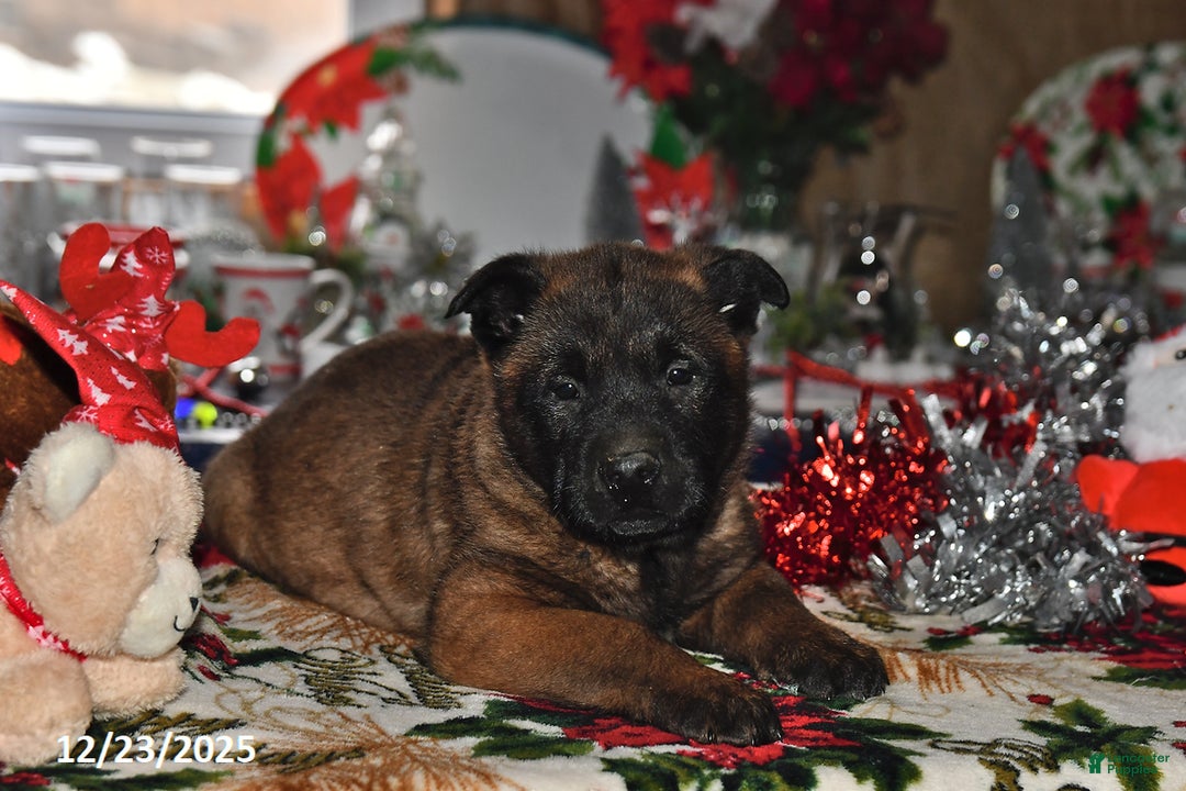 Belgian Malinois dogs for sale: Lucky - Ad 4