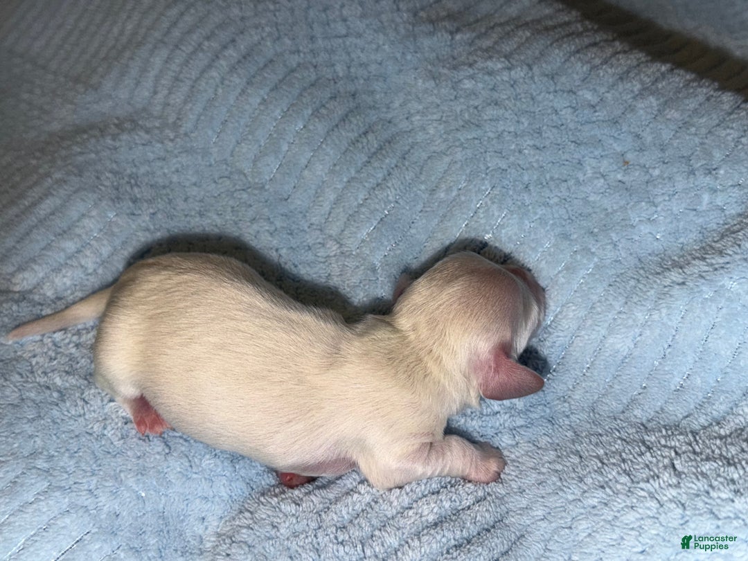 Miniature Dachshund dogs for sale: ee cream boy - Ad 5