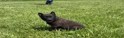 Belgian Malinois dogs for sale: Juneau - Ad 11