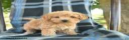 Bichpoo dogs for sale: Magnolia - Ad 1