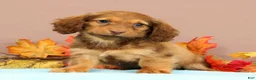 Miniature Dachshund dogs for sale: Ally - Ad 5