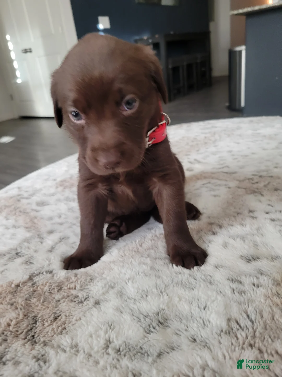 Labrador Retriever dogs for sale: Labrador Retriever Puppy 6 - Ad 16