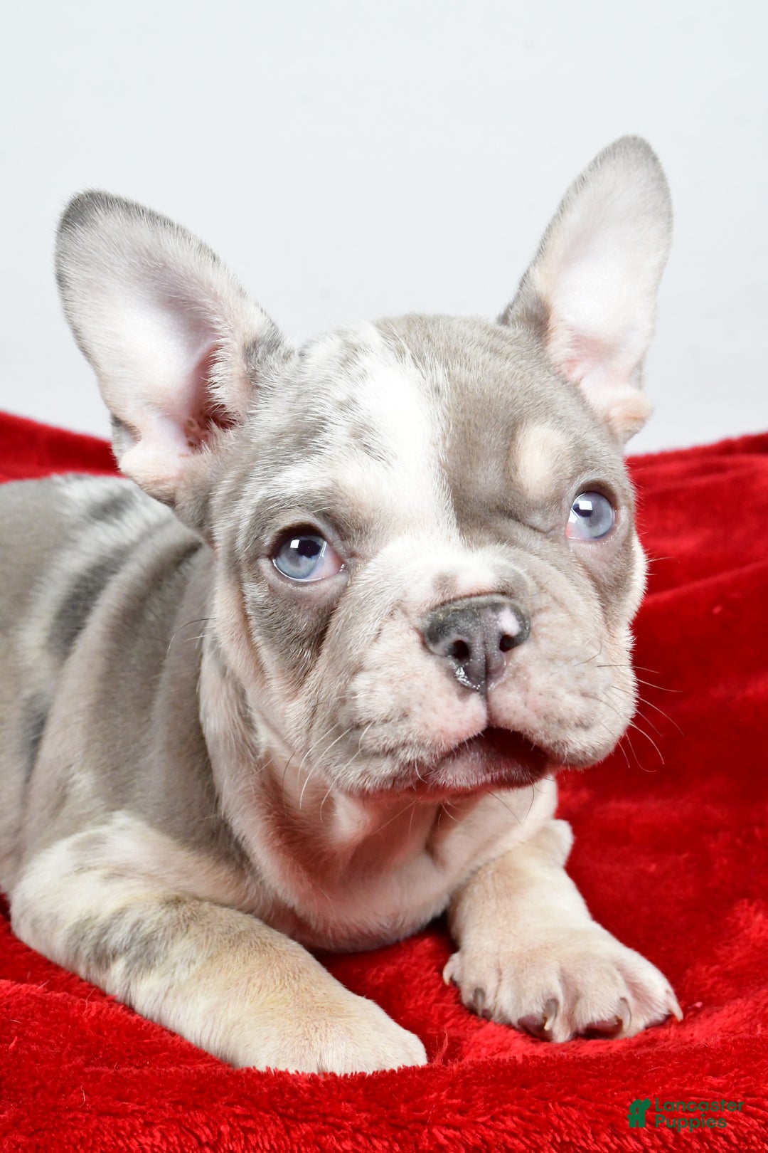 French Bulldog dogs for sale: Frosty - Ad 2