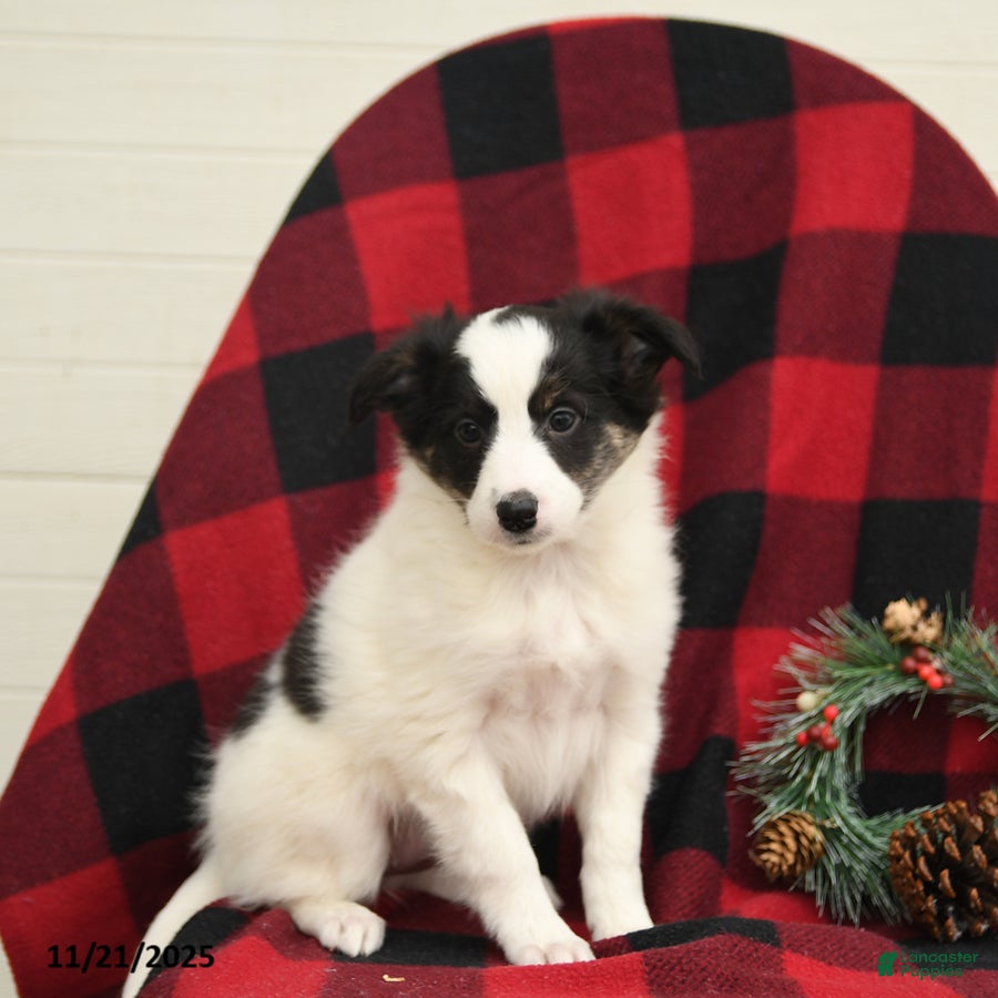 Mixed Breed dogs Paisley - Ad 29