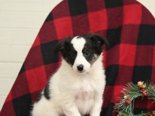 Mixed Breed dogs Paisley - Ad 32