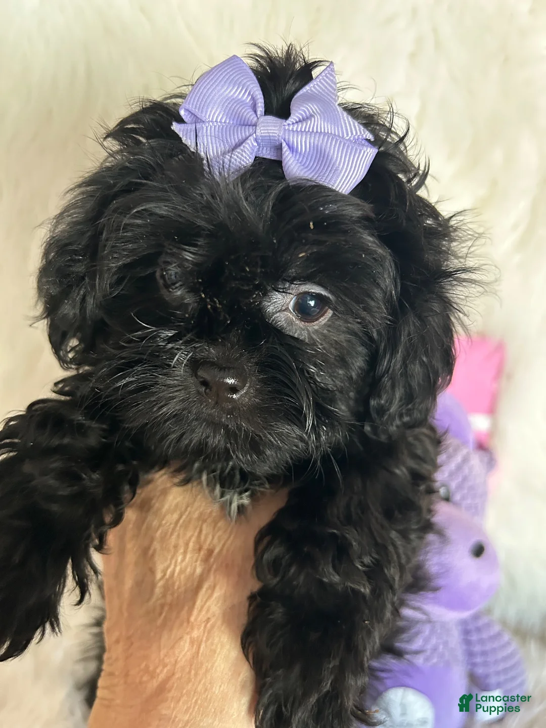 Shihpoo dogs for sale: Shihpoo 2 - Ad 2