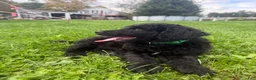 Double Doodle dogs for sale: Double Doodle 1 - Ad 6