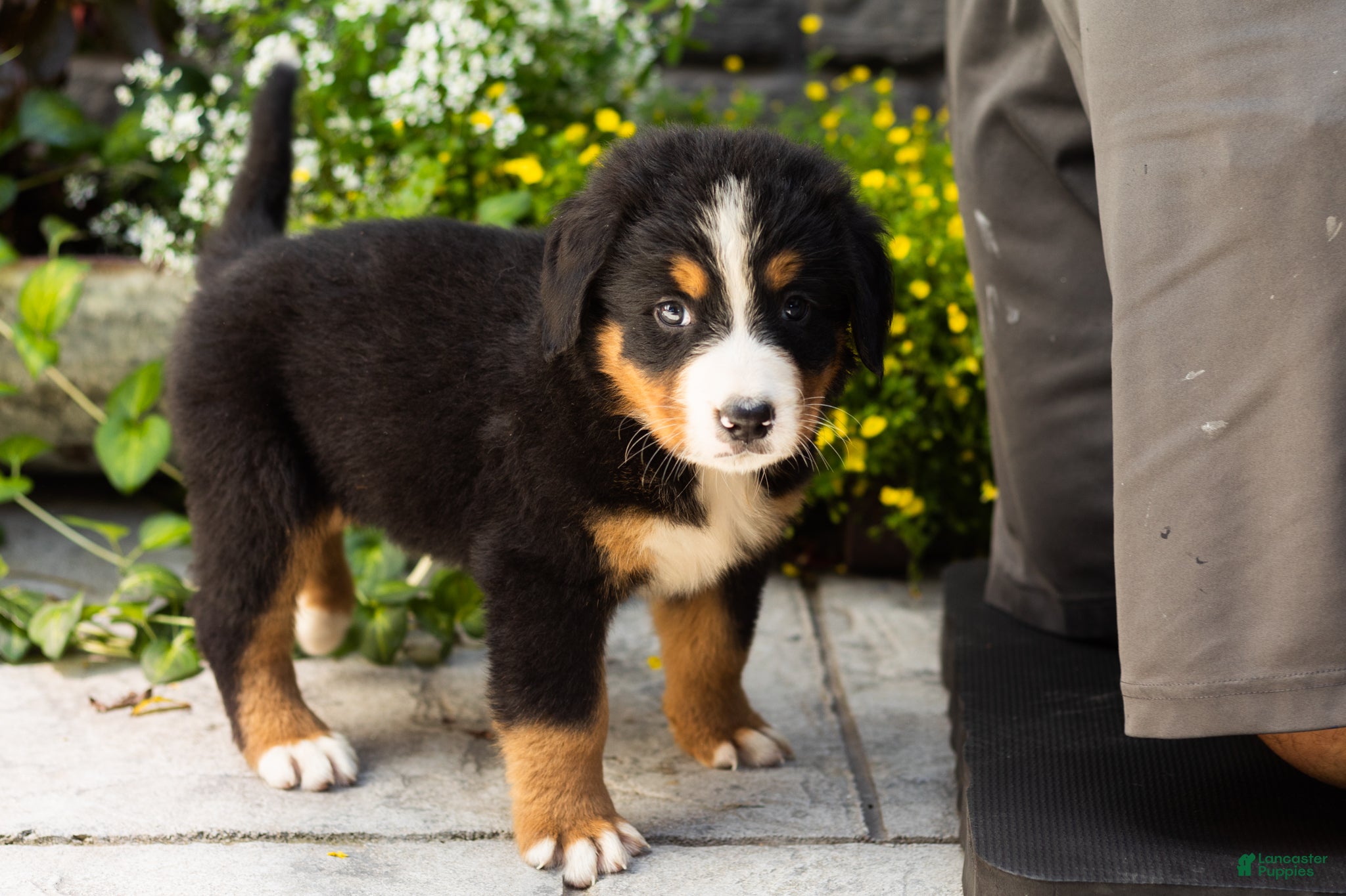 Bernese Mountain Dog dogs Marley  - Ad 9