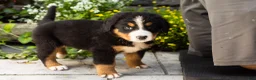 Bernese Mountain Dog dogs for sale: Marley  - Ad 1