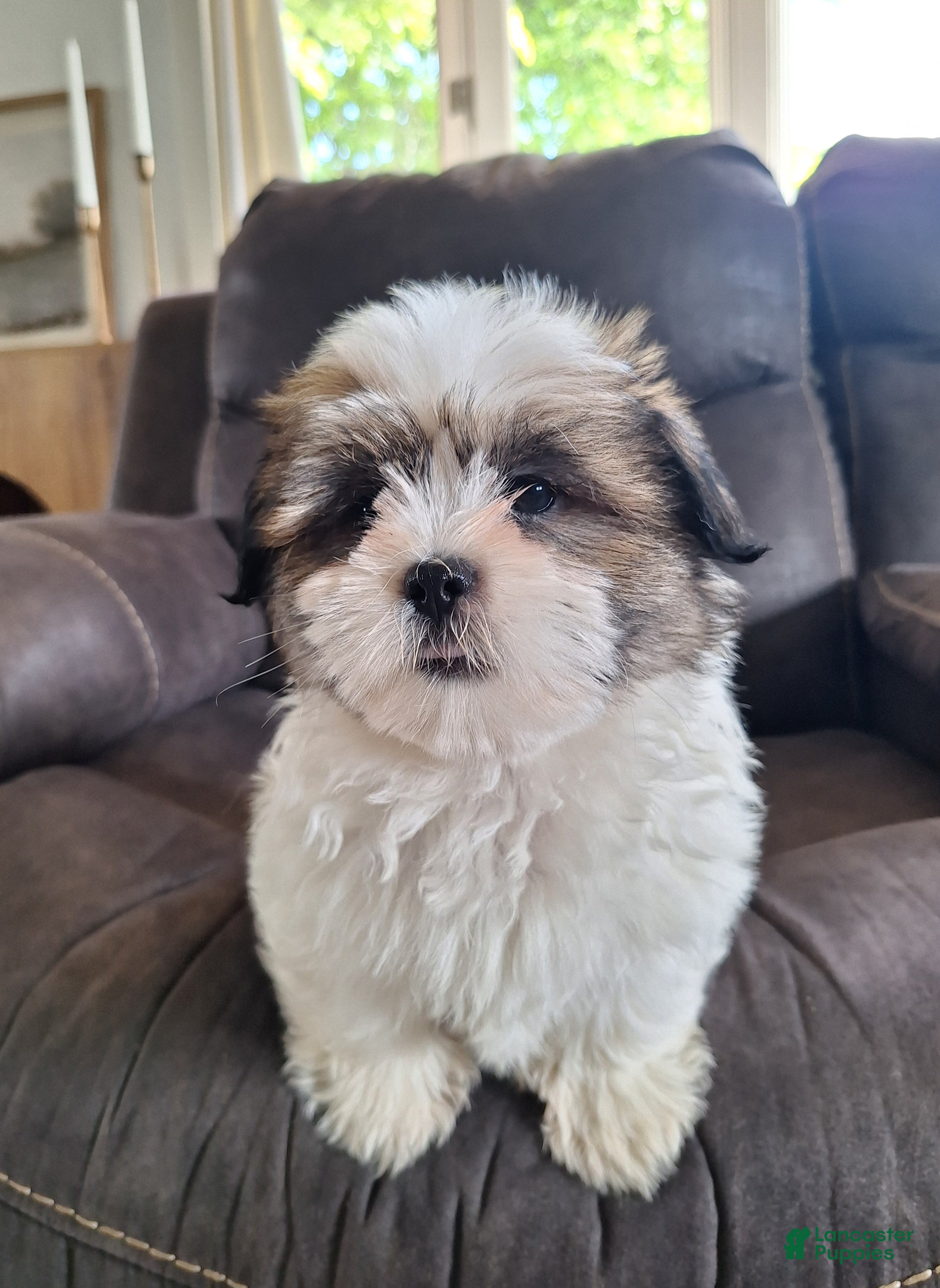 Shih Tzu dogs Lola - Ad 2