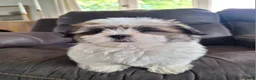 Shih Tzu dogs for sale: Lola - Ad 2