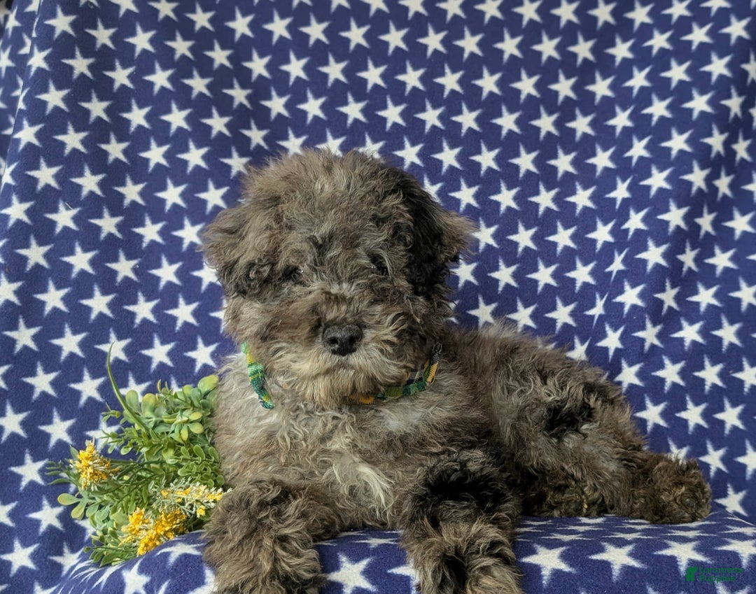 Miniature Poodle dogs for sale: Wesley - Ad 6