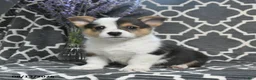 Welsh Corgi Pembroke dogs for sale: Cricket - Ad 5