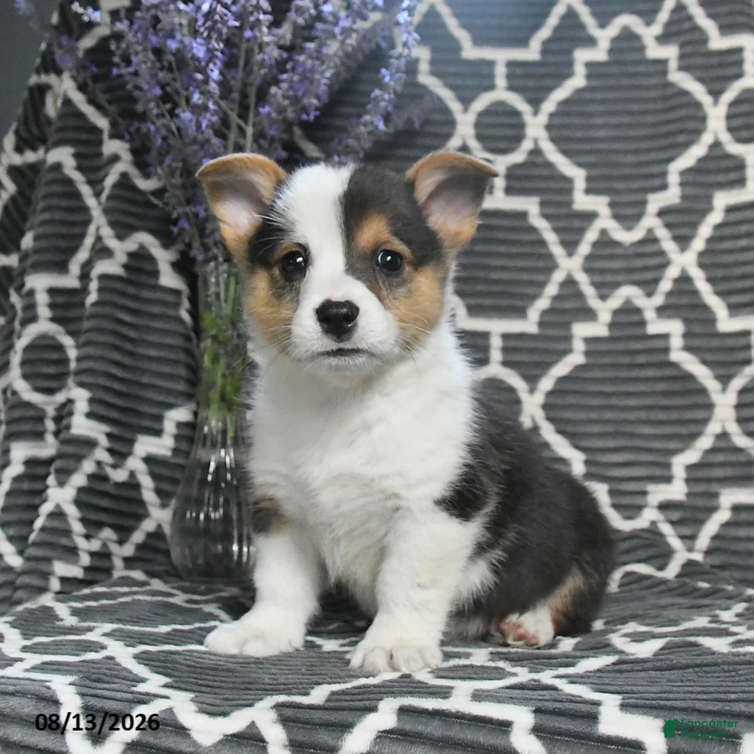 Welsh Corgi Pembroke dogs for sale: Cricket - Ad 5