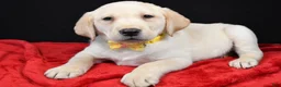 Labrador Retriever dogs for sale: Rizzo - Ad 1