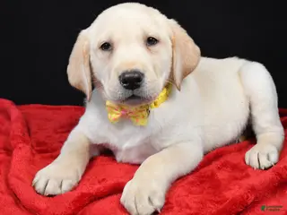 Labrador Retriever dogs Rizzo - Ad 9