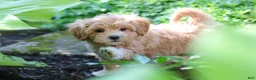 Maltipoo dogs for sale: Letty - Ad 11