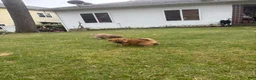 Mixed Breed dogs for sale: Brownie - Ad 3