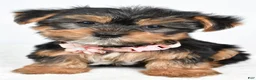 Yorkshire Terrier dogs for sale: Winnie - Ad 6