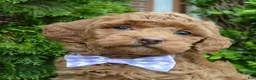 Mini Goldendoodle dogs for sale: Mini Georgia - Ad 19